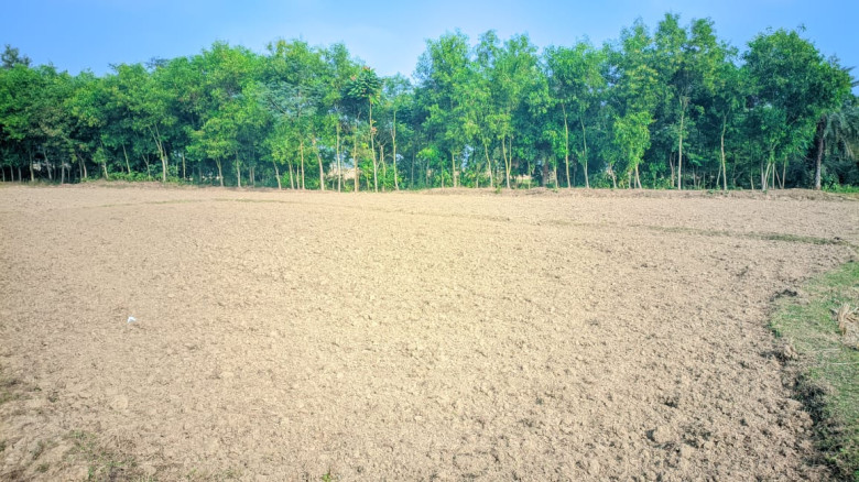 চাঁপাইনবাবগঞ্জের নাচোলে কালাই গাছ সহ জমি চাষ করেছে সন্ত্রাসীরা...