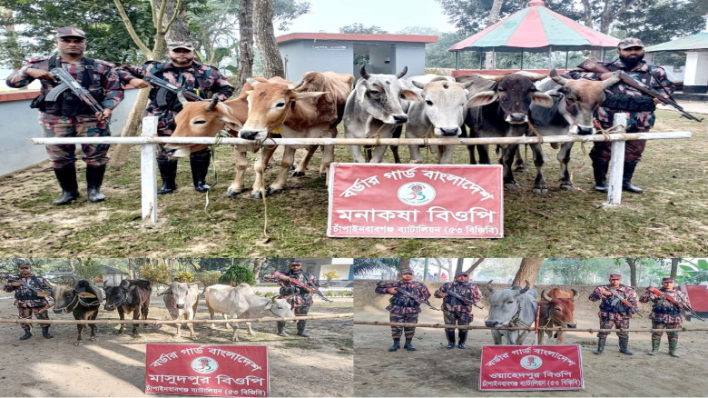 শিবগঞ্জ মনাকষা সীমান্তে পৃথক অভিযানে ১৬টি ভারতীয় গরু জব্দ...