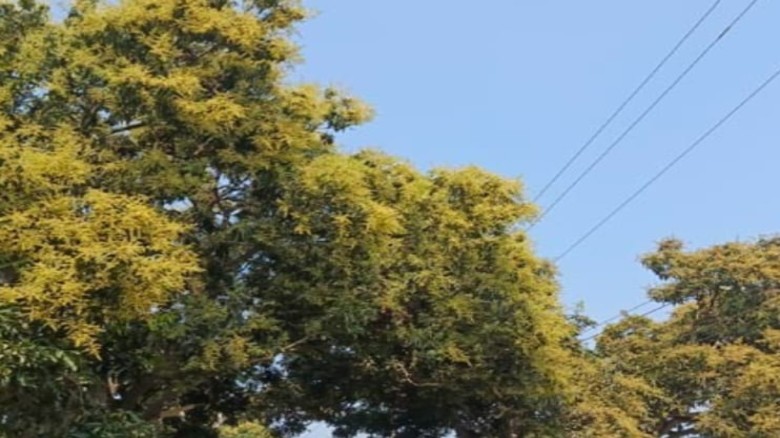 মুকুলের সুবাসে সোনালি তানোর, বাম্পার ফলনের স্বপ্নে বিভোর চাষ