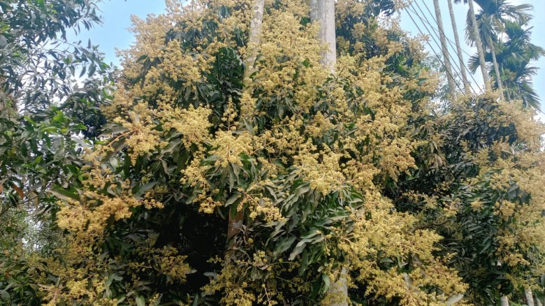 টাঙ্গাইলে আম্র মুকুলের সুবাসে মাতোয়ারা জনপদ