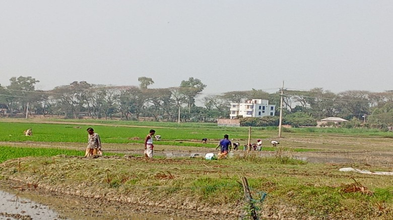 পাবনা জেলায় এবার ব্যাপক হার  ইরি ও বোরো ধান রোপণ...