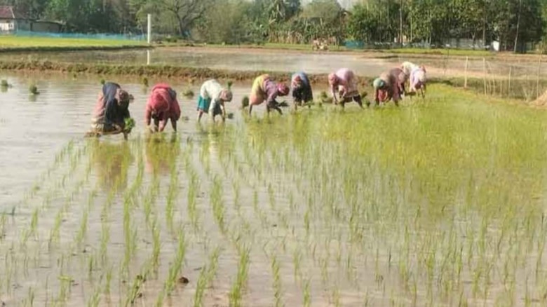 তানোরে আলু উত্তোলনের পর ধান রোপনে ব্যস্ত কৃষক কৃষাণীরা