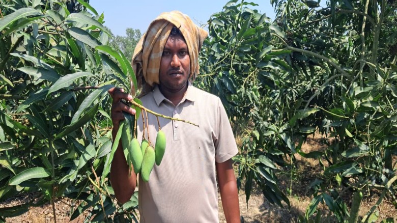 চাঁপাইনবাবগঞ্জের ‘ব্যানানা ম্যাঙ্গো’ বছরে দুবার ফলন ও রপ্তান