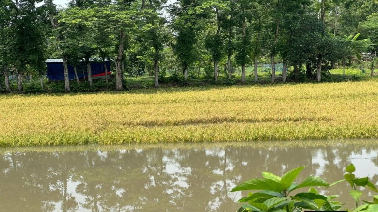 টানা বৃষ্টিতে ডুবেছে ধান, সরকারি সহায়তার অপেক্ষায় শ্রীপুরের কৃষক...