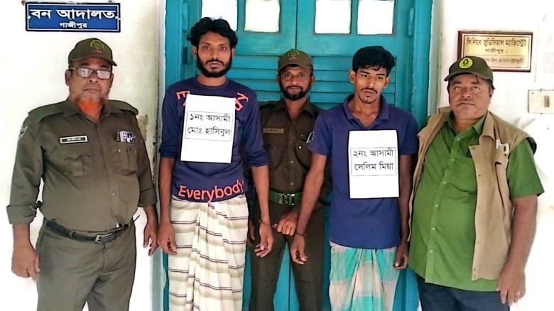 গাজীপুর শ্রীপুরে সংরক্ষিত বন থেকে গজারি গাছ কাটার সময় আটক ২ অটোসহ বনজ দ্রব্য জব্দ...