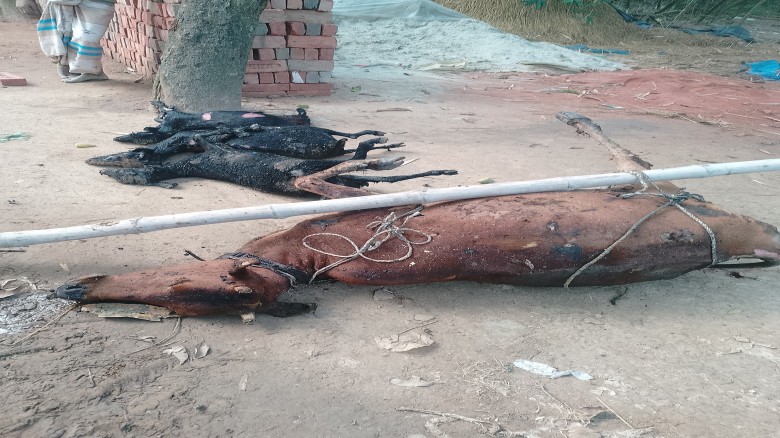 আগুনে পুড়ে অঙ্গার ১ গরু ও ৩ ছাগল, নিঃস্ব দিনমজুর